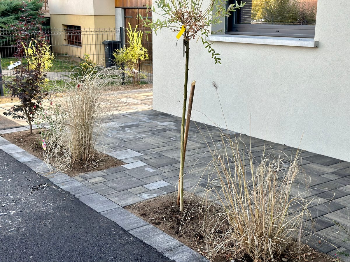 Allée pavée avec jeune arbre et graminées le long de la façade