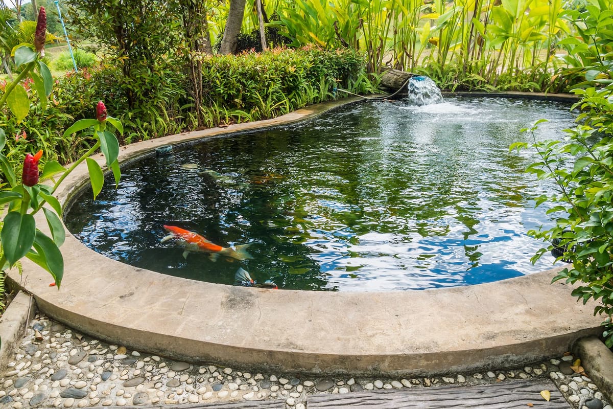 Bassin de jardin avec carpes koï, cascade et margelle en pierre