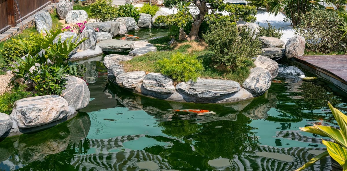 Bassin naturel avec enrochement, plantes aquatiques et carpes koï